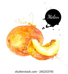 Hand drawn watercolor painting on white background. Vector illustration of fruit melon