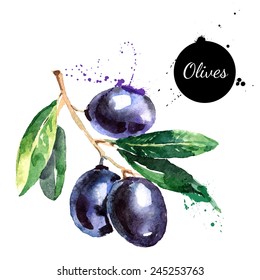 Hand drawn watercolor painting on white background. Vector illustration of fruit olives 