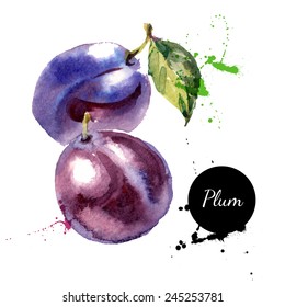 Hand drawn watercolor painting on white background. Vector illustration of fruit plum