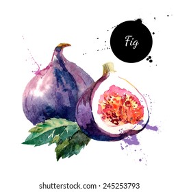Hand drawn watercolor painting on white background. Vector illustration of fruit fig