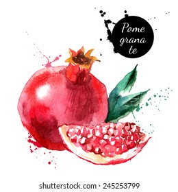 Hand drawn watercolor painting on white background. Vector illustration of fruit pomegranate