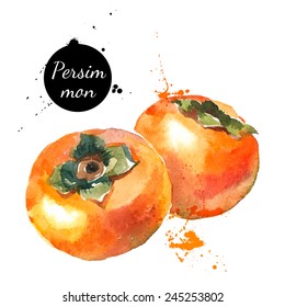 Hand drawn watercolor painting on white background. Vector illustration of fruit persimmon