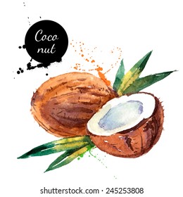 Hand drawn watercolor painting on white background. Vector illustration of fruit coconut