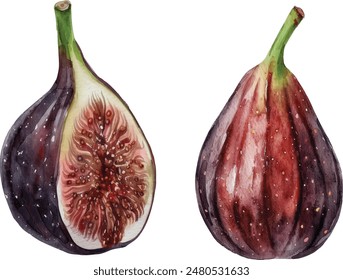 Hand drawn watercolor painting on white background. Vector illustration of fruit fig