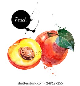 Hand drawn watercolor painting on white background. Vector illustration of fruit peach