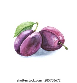 Hand drawn watercolor painting on white background. Vector illustration of fruit plum,watercolor plums.