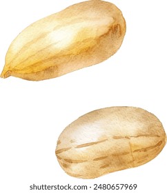 Hand drawn watercolor painting of peanut isolated on white background. Illustration of nut for your design