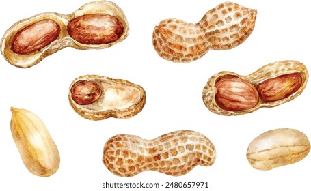 Hand drawn watercolor painting of peanut isolated on white background. Illustration of nut for your design