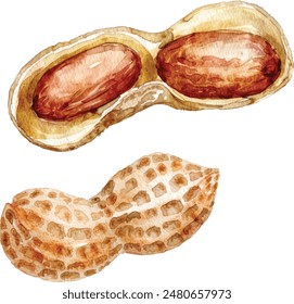 Hand drawn watercolor painting of peanut isolated on white background. Illustration of nut for your design