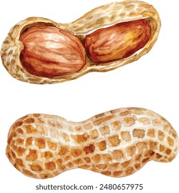 Hand drawn watercolor painting of peanut isolated on white background. Illustration of nut for your design