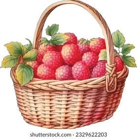 Hand drawn watercolor painting raspberry on white background. Raspberry vector.