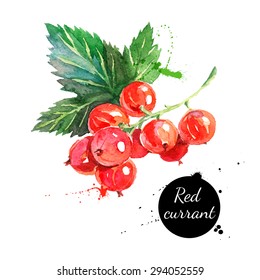 Hand drawn watercolor painting red currants on white background. Vector illustration of berries