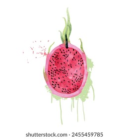 Hand Drawn Watercolor pitaya Fruit. Vector illustration.
