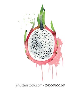 Hand Drawn Watercolor pitaya Fruit. Vector illustration.