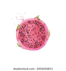 Hand Drawn Watercolor pitaya Fruit. Vector illustration.