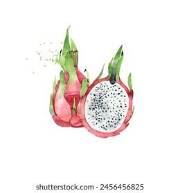 Hand Drawn Watercolor pitaya Fruit. Vector illustration.