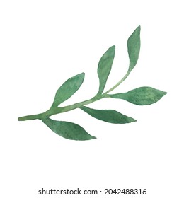 Hand drawn watercolor plant isolated on white vector illustration. Floral branch in minimalistic style.