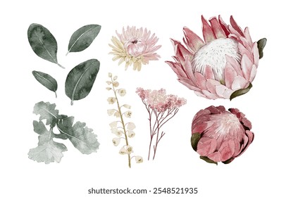 handgezeichnete Aquarell Protea und andere florale Elemente einzeln auf weißem Hintergrund