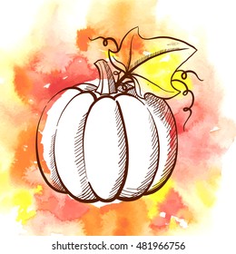 Hand drawn watercolor pumpkin. Vector illustration