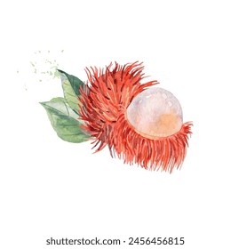 Hand Drawn Watercolor rambutan Fruit. Vector illustration.
