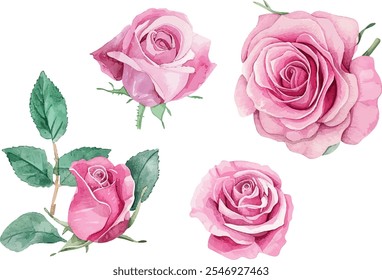 hand drawn watercolor rose flower