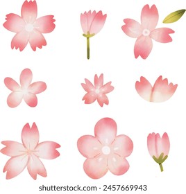   Hand drawn watercolor set of cherry blossom or sakura. Cherry blossom or sakura  set clipart. Cherry blossom free vector art. Sakura free vector art.