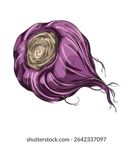 Hand drawn watercolor sketch illustration of purple maca root. Peruvian vegetable. Dietary and medicinal ingredient. For healthy eating and medicine. Vector. Isolated background.
