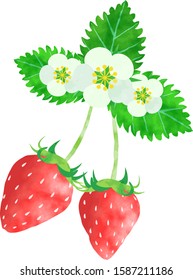 Hand drawn watercolor style illustration