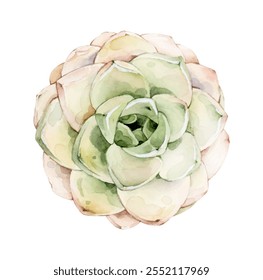 Hand drawn watercolor succulent plant