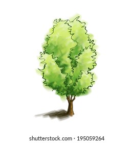 hand drawn watercolor tree vector illustration