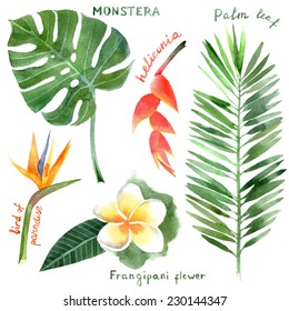 hand drawn watercolor tropical plants