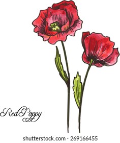 hand drawn watercolor vector illustration with red poppy flowers