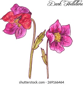 hand drawn watercolor vector illustration with purple hellebore flowers