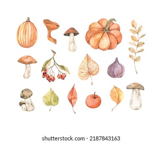 Hand drawn watercolor vector illustrations. Set of fall leaves, pumpkins, berries, mushrooms. Forest design elements. Hello Autumn! Perfect for seasonal advertisement, invitations, cards