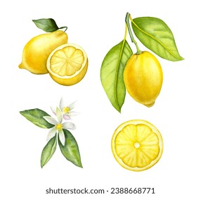 Hand drawn watercolor vector isolated lemons. Watercolor botanical lemons on the white background. Watercolor lemon branch, lemon flower, slice of lemon.