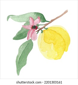 Limón vector de acuarela dibujado a mano aislado en fondo blanco. Ilustración vectorial de limón de frutas