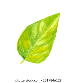 Hand drawn watercolor vector lemon leaf isolated on white background.