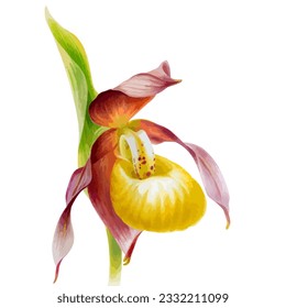 Hand drawn watercolor vector of orchid flower.