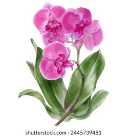 Hand drawn watercolor vector of orchid flowers. 