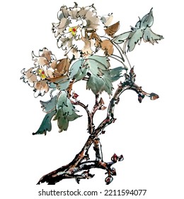 Hand drawn watercolor vector of peony flowers. Traditional chinese ink and wash painting