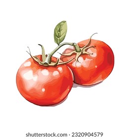 Hand drawn watercolor vegetable, red tomato vector, illustration, tomato illustration