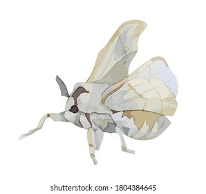 Hand drawn watercolor white moth
