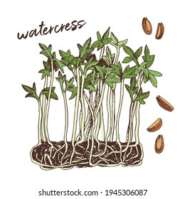 Hand drawn watercress microgreens. Healthy food