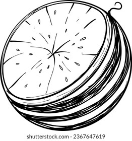 Vector de ilustración de la sandía dibujada a mano