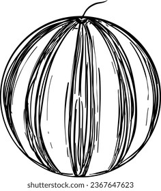 Hand Drawn Watermelon Illustration Vector