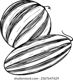 Hand Drawn Watermelon Illustration Vector