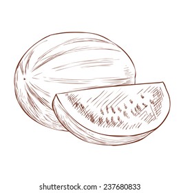 Hand drawn watermelon vector illustration