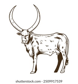 vaca watusi desenhada à mão com fundo branco separado