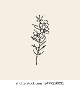 Hand drawn waxflower branch. Australian native flower