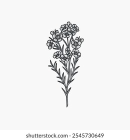 Hand drawn waxflower illustration. Australian native plant